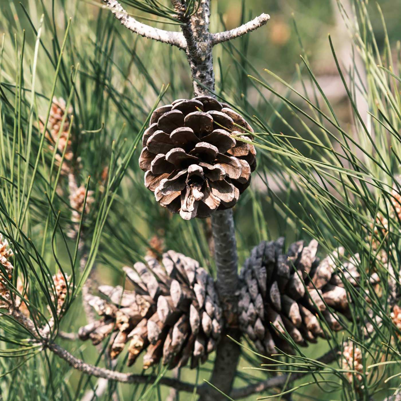 Swiss stone pine branch with cones, the wood symbolizing relaxation and wellness at MONROC Hotel.