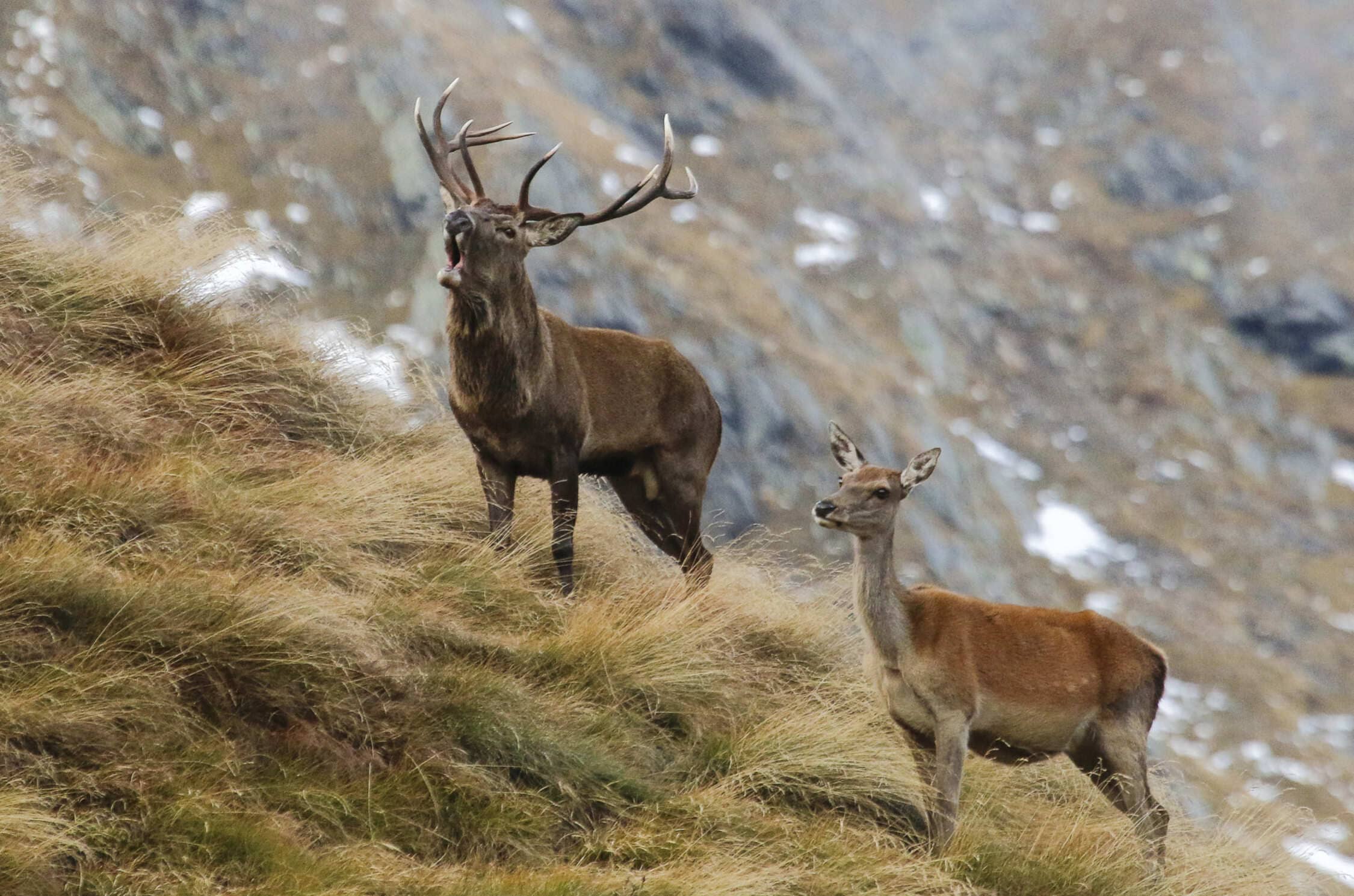 Bramito del Cervo Val di Sole Pejo autunno trentino