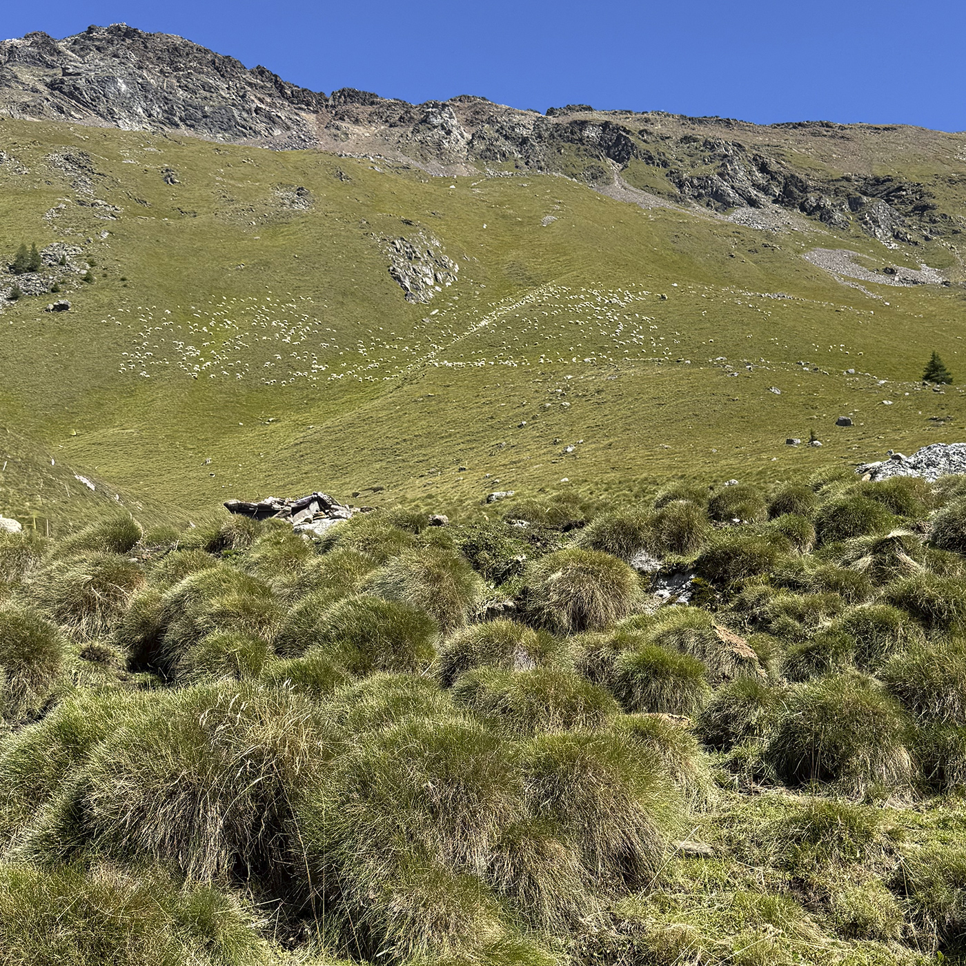MONROC-BLOG-gavia31-1400x1400